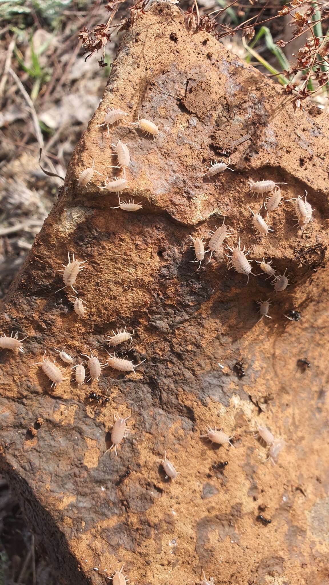 Image of Porcellionides myrmecophilus (Stein 1859)