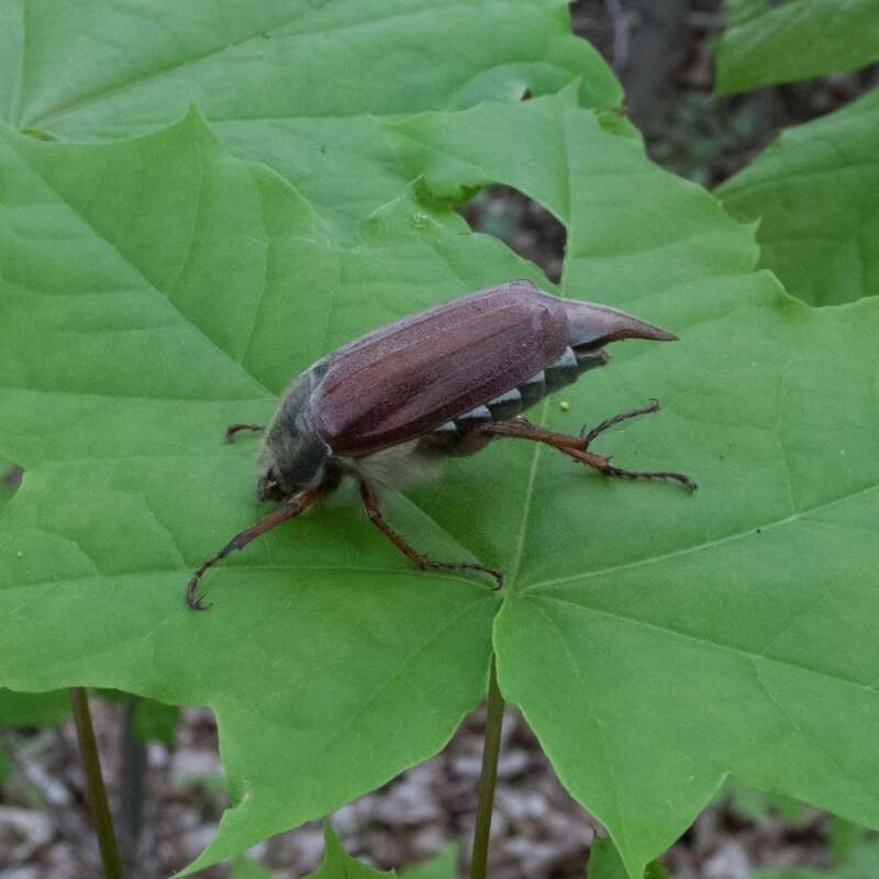 Image of Common cockchafer