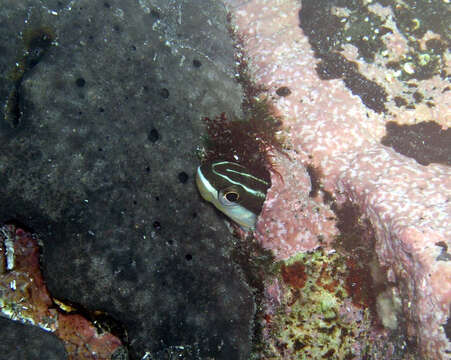 Image of Hit and Run Blenny