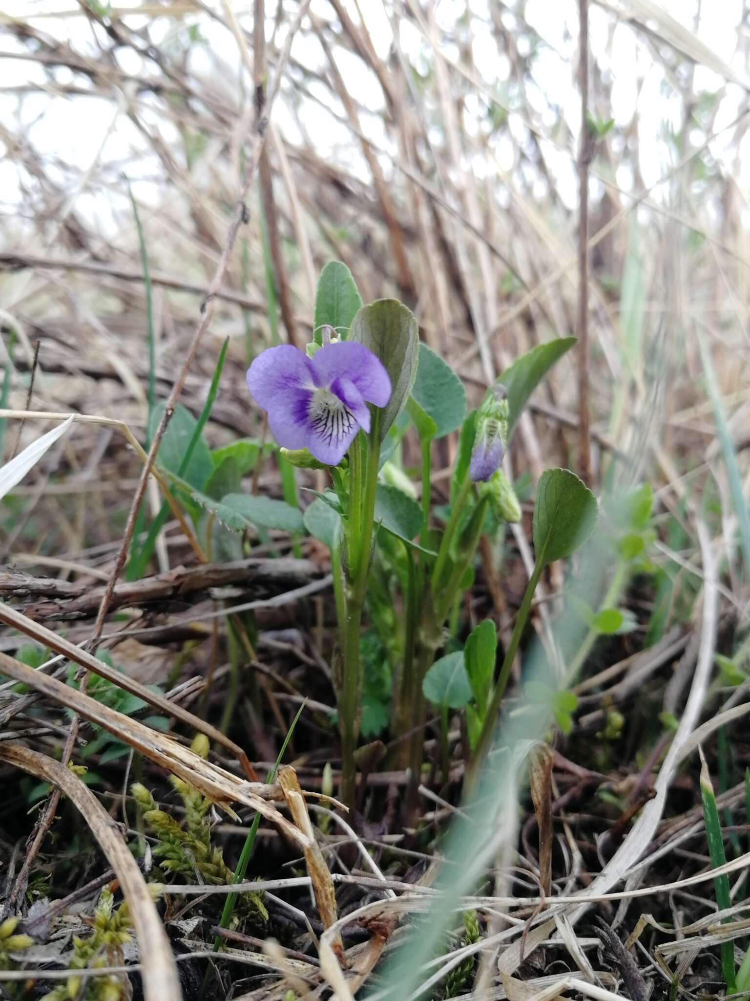 Image of dog violet