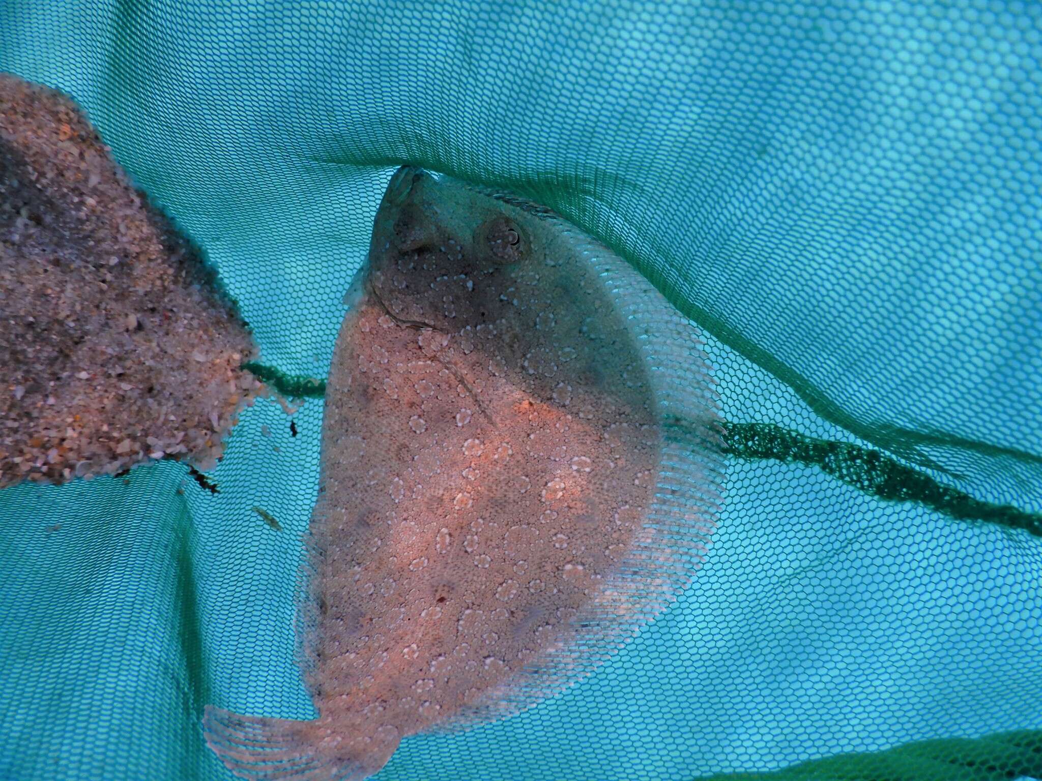 Image of Wide-eyed Flounder