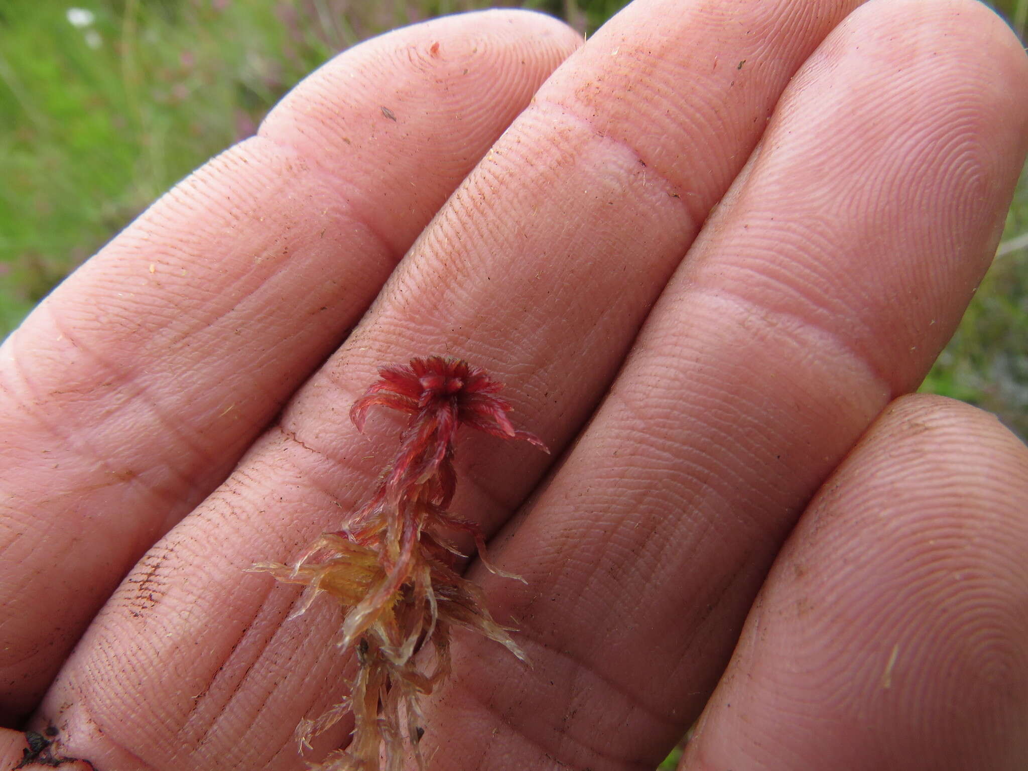 Image of red bog-moss