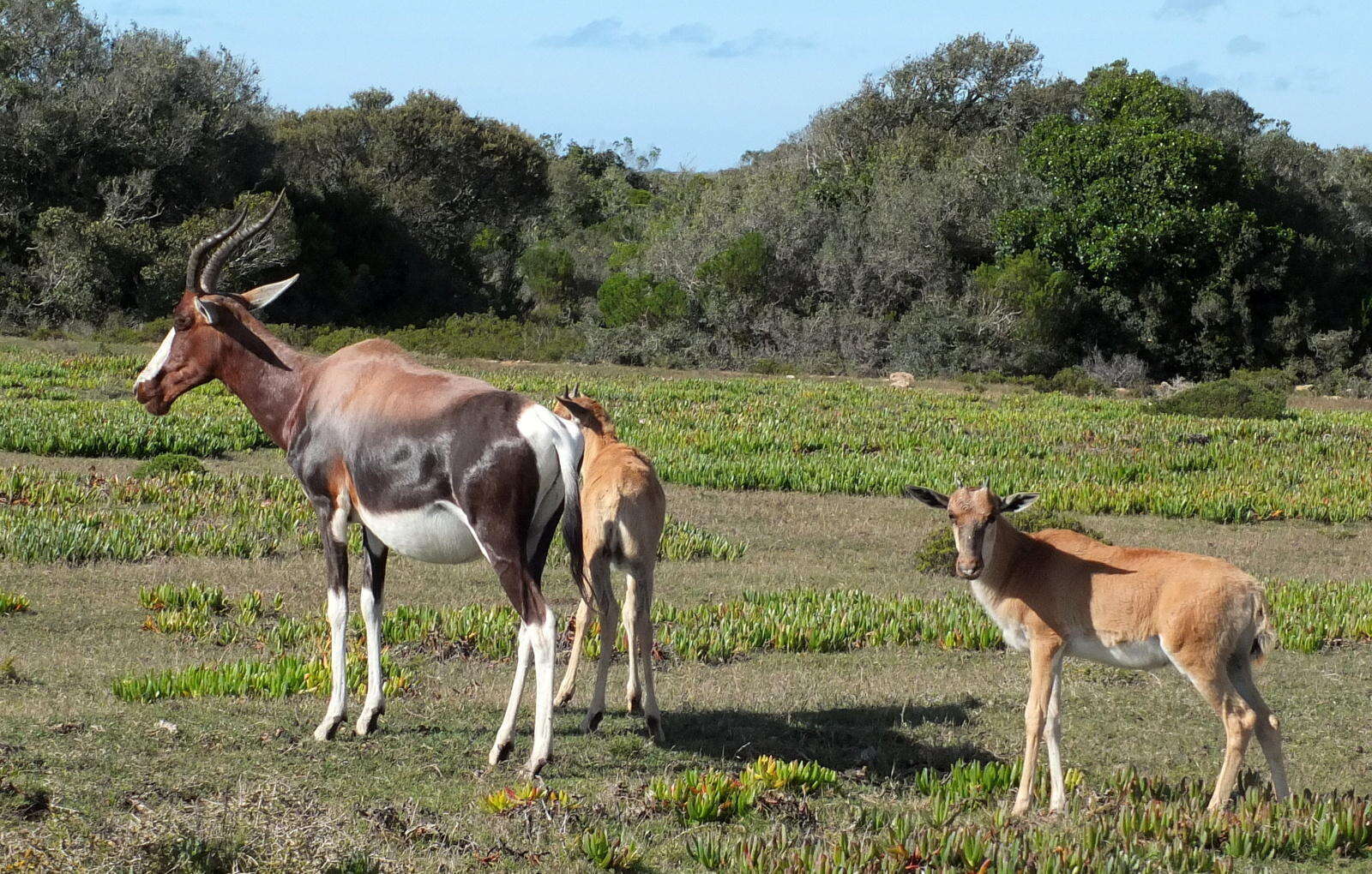 Image of Bontebok