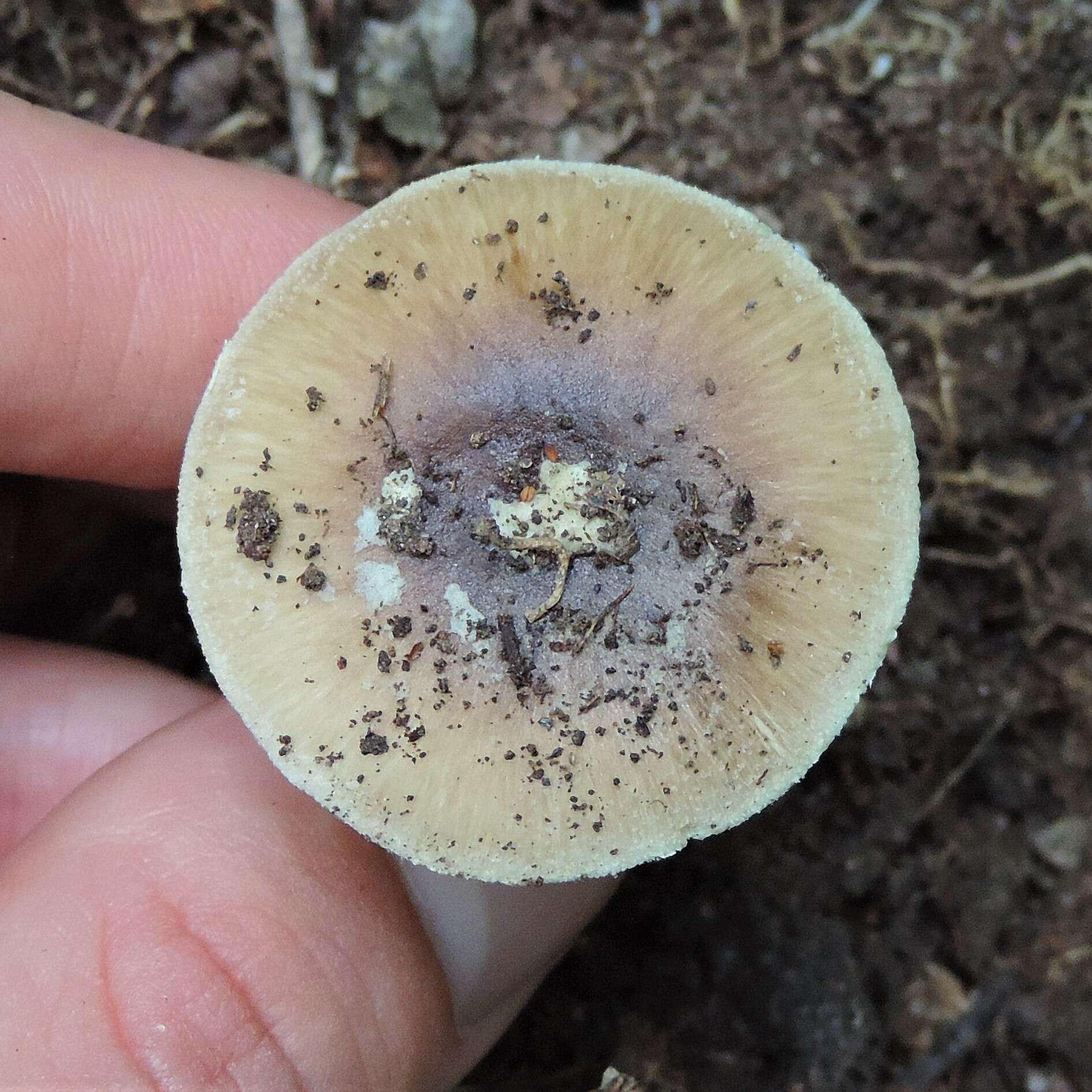 Image of Amanita solaniolens H. L. Stewart & Grund 1974