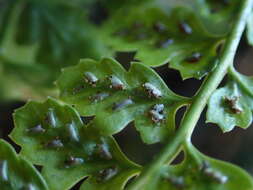 Image of Asplenium foreziense Le Grand ex Magnier