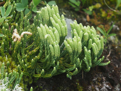 Image of Alpine Creeping-Cedar