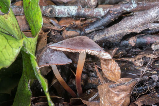 Image of Marasmius elegans (Cleland) Grgur. 1997