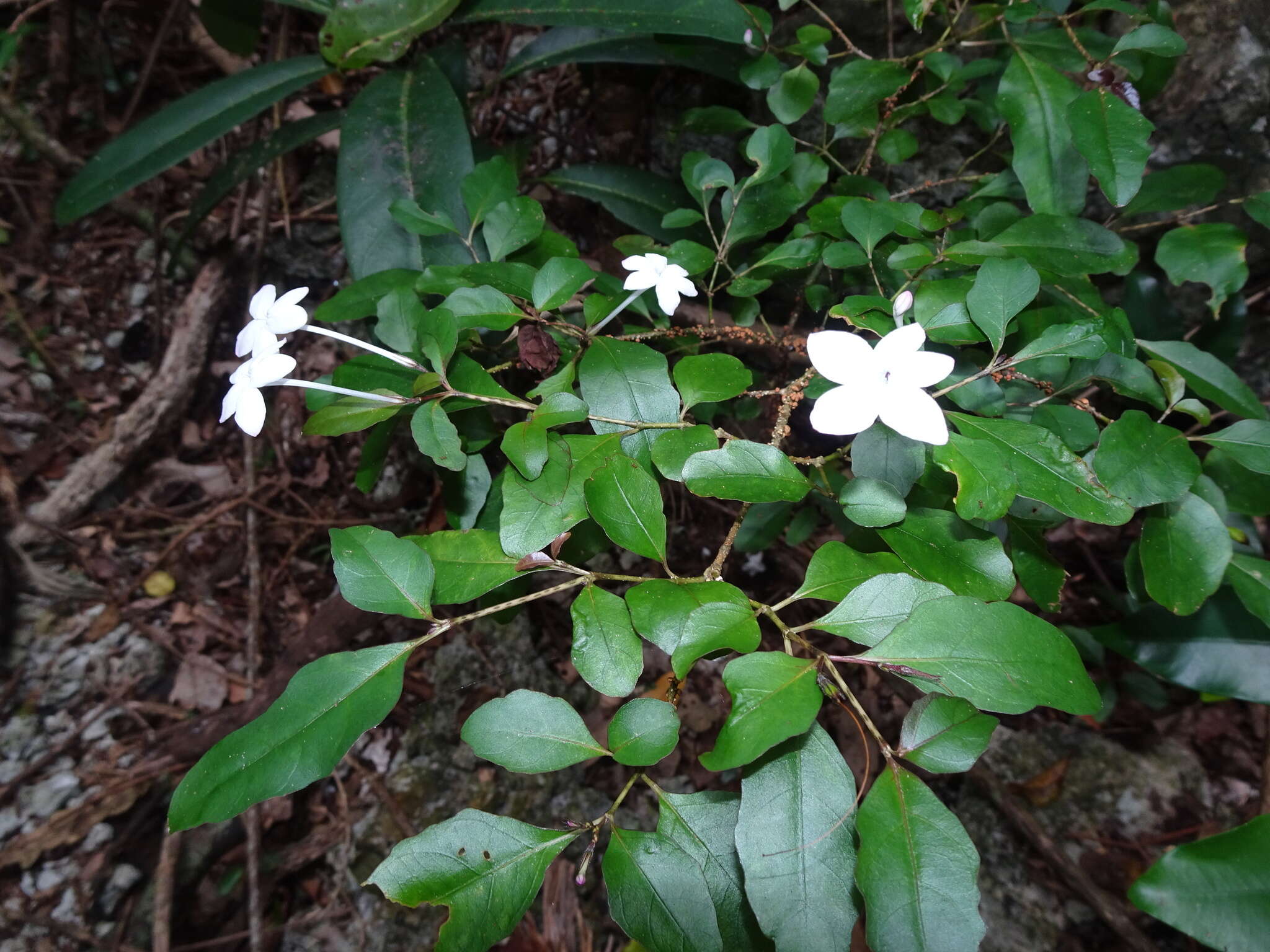 Image de Pseuderanthemum repandum (G. Forster) Guillaumin