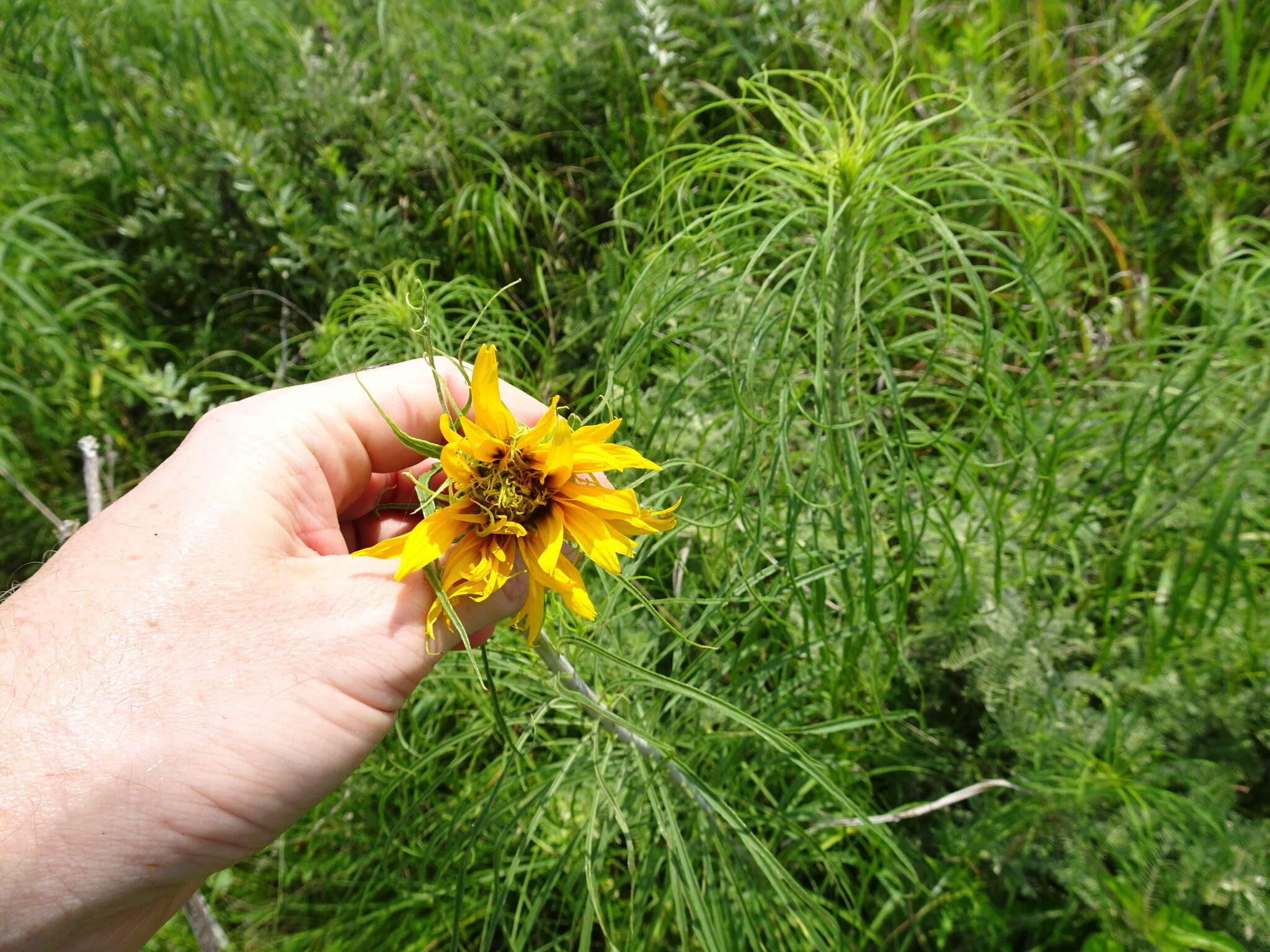 Plancia ëd Helianthus salicifolius A. Dietr.