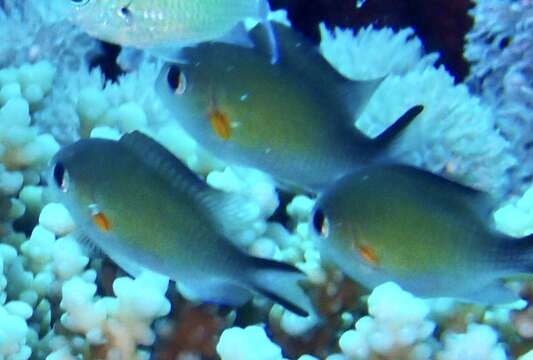 Слика од Chromis flavaxilla Randall 1994