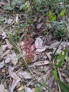 Image de Drosera stolonifera subsp. porrecta (Lehm.) N. Marchant & Lowrie