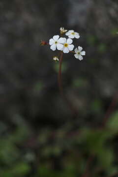 Image of Androsace geraniifolia Watt