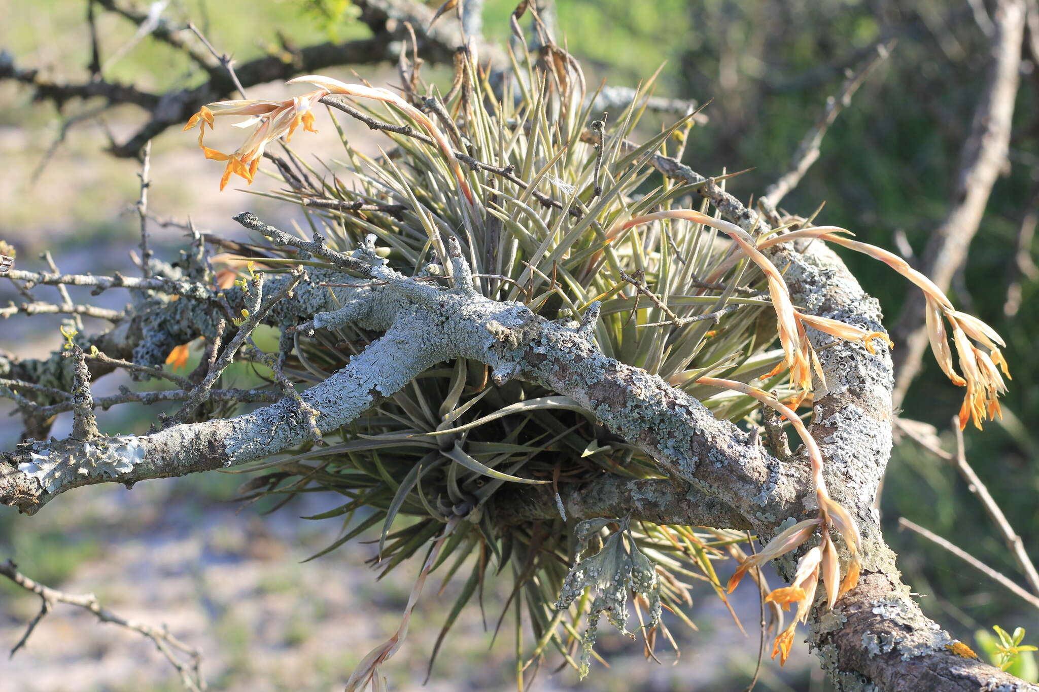 Imagem de Tillandsia ixioides Griseb.