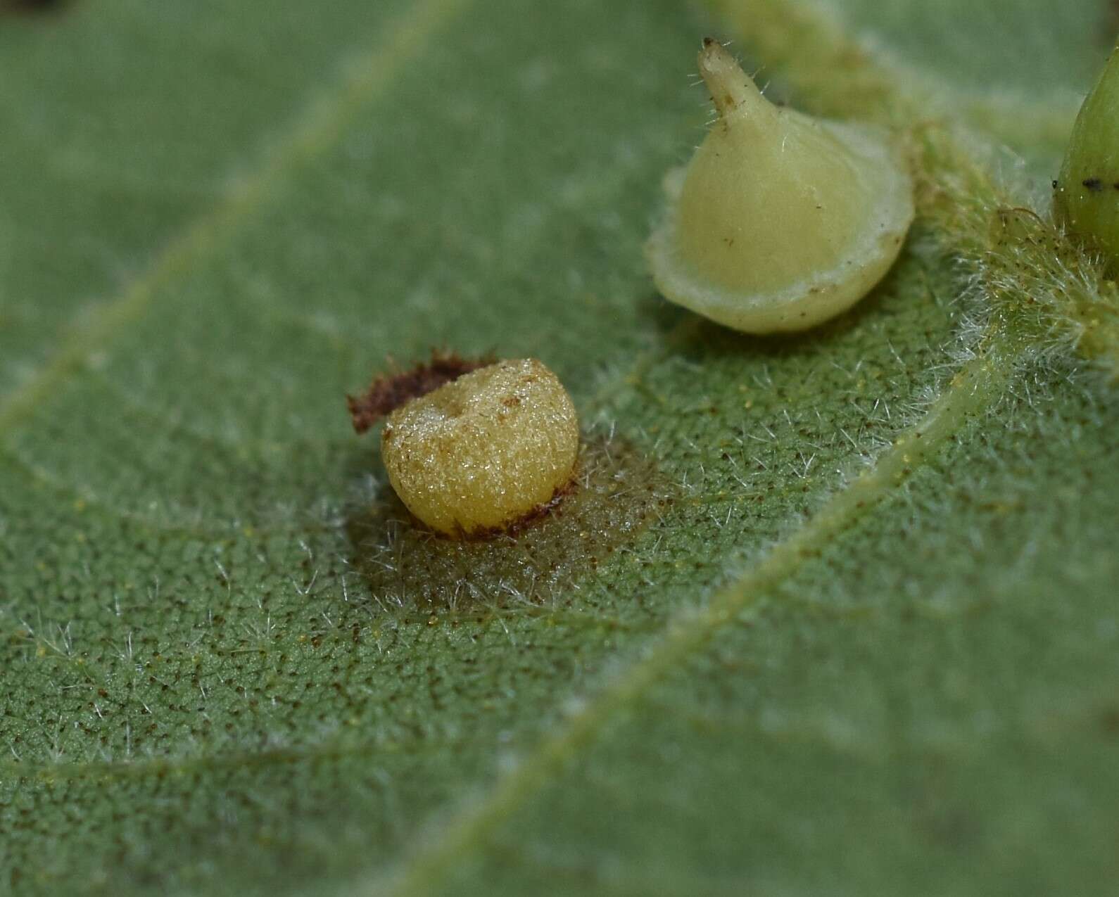 Image de Caryomyia striolacrustum Gagne 2008