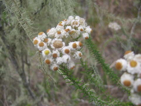 Image of Needle Everlasting