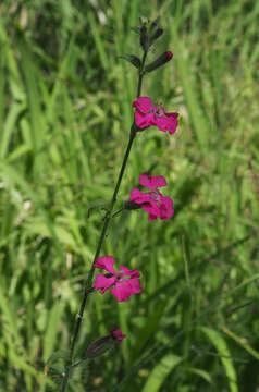 Image of Silene palaestina Boiss.