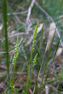 Image of Mignonette orchid