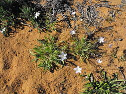 Image of Wahlenbergia annularis A. DC.