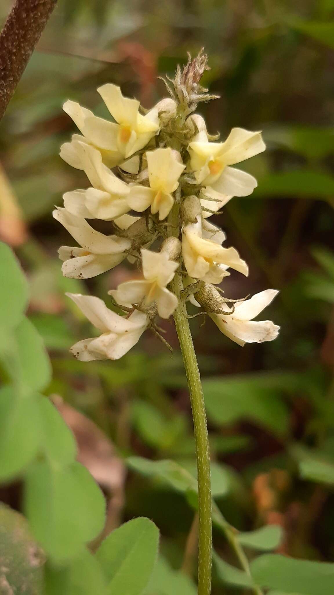 Image of Astragalus guatemalensis Hemsl.