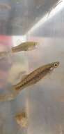 Image of Bayou Killifish