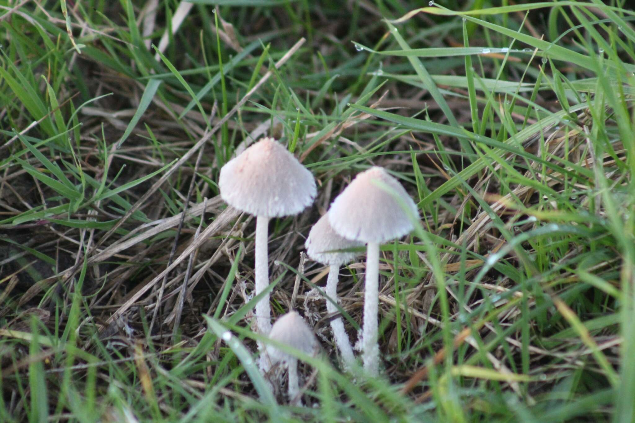 Image of Coprinopsis pseudonivea (Bender & Uljé) Redhead, Vilgalys & Moncalvo 2001