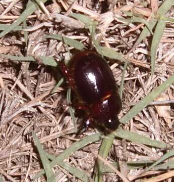 Image of Dung beetle