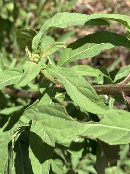 Image of blue weed