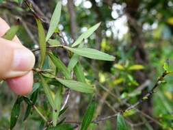 Imagem de Coprosma conferta A. Cunn.