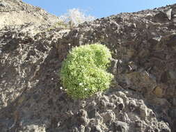 Image of Hofmeisteria fasciculata (Benth.) Walp.