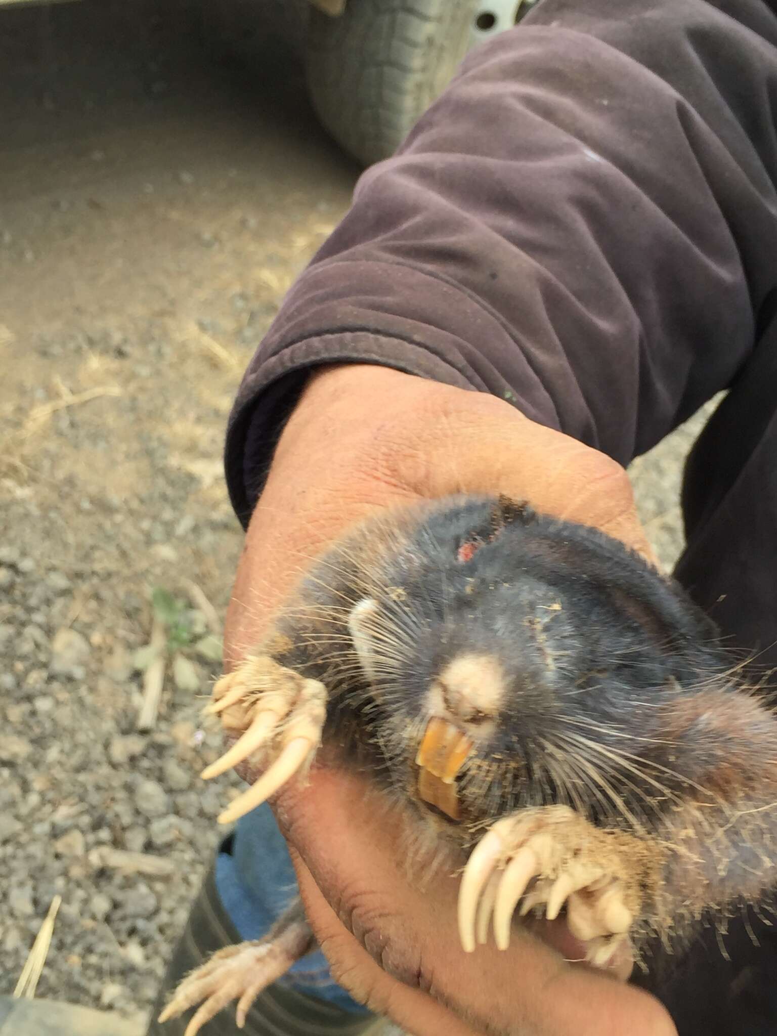 Image of pocket gopher