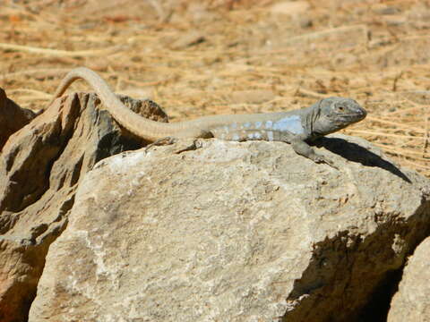 Image of Tenerife Lizard