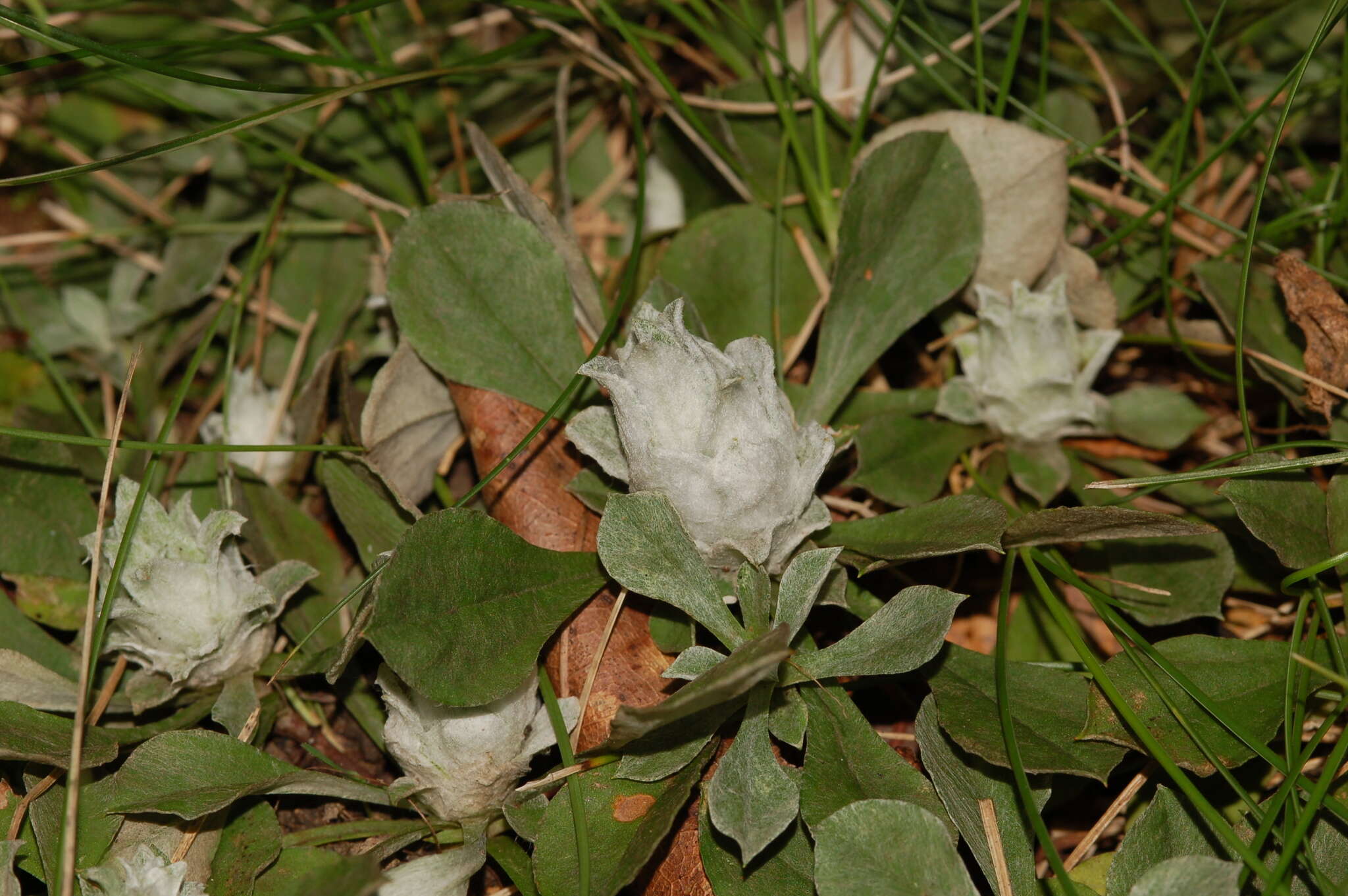 Imagem de Asphondylia antennariae (Wheeler 1889)