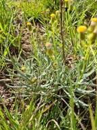 Senecio macrocarpus F. Müll. ex R. O. Belcher resmi