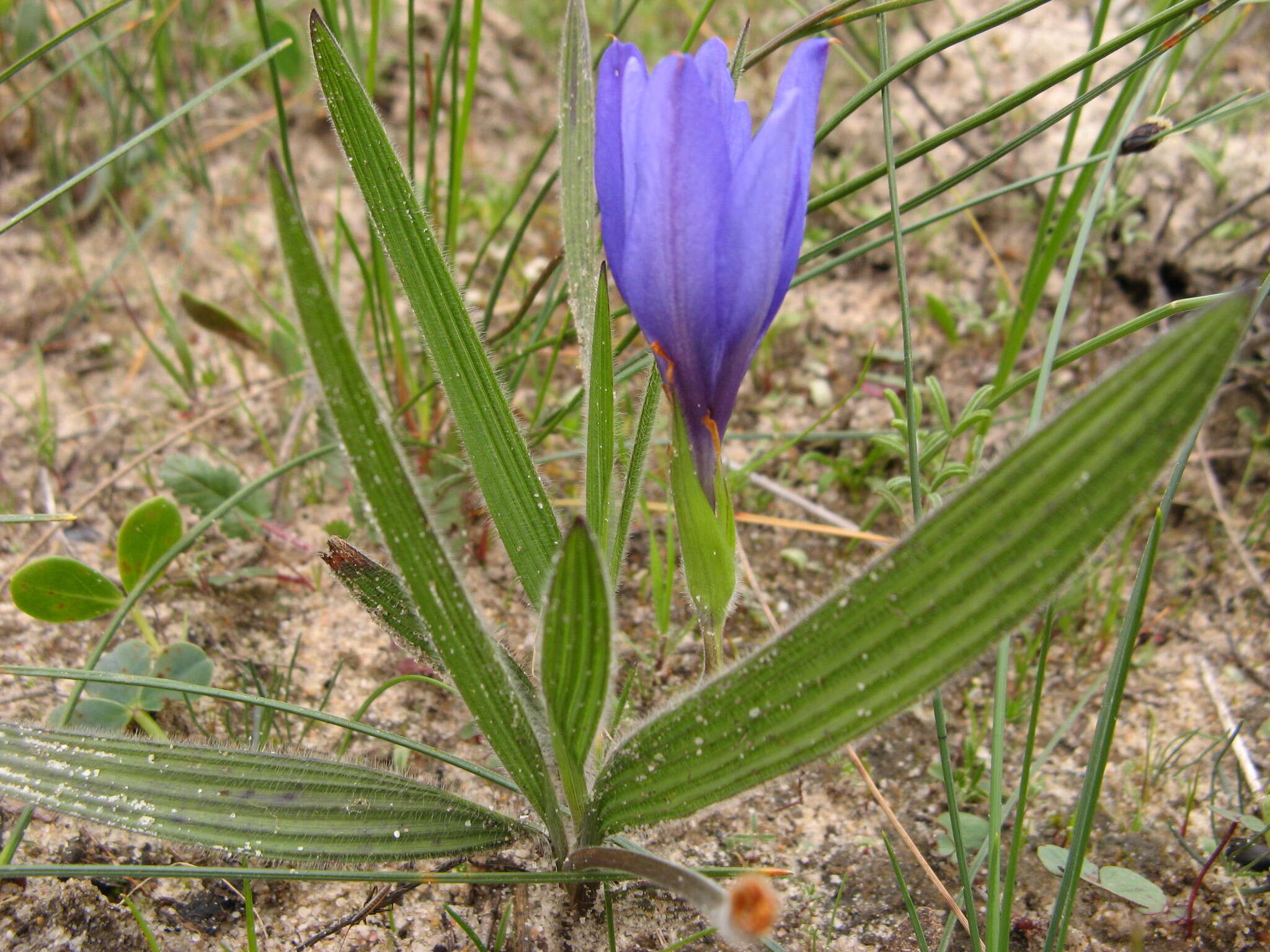 Image of Babiana leipoldtii G. J. Lewis