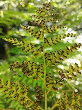 Image of Woolly Tree Fern