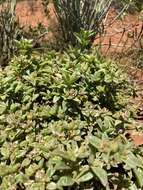 Image of Delosperma uitenhagense L. Bol.