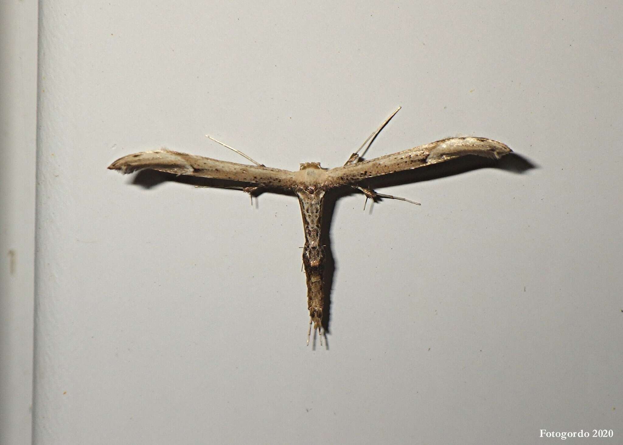 Image of Eupatorium Plume Moth