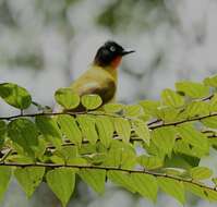 Image of Flame-throated Bulbul