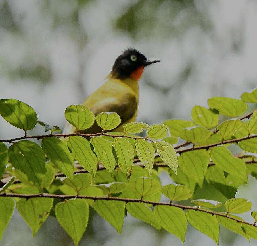 Image of Flame-throated Bulbul