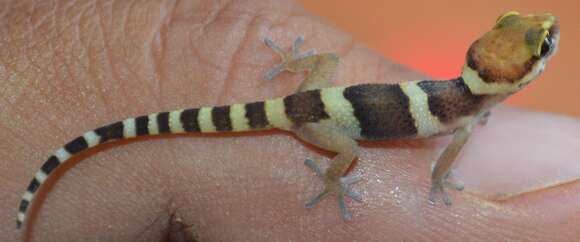 Image of Pachydactylus monicae Bauer, Lamb & Branch 2006