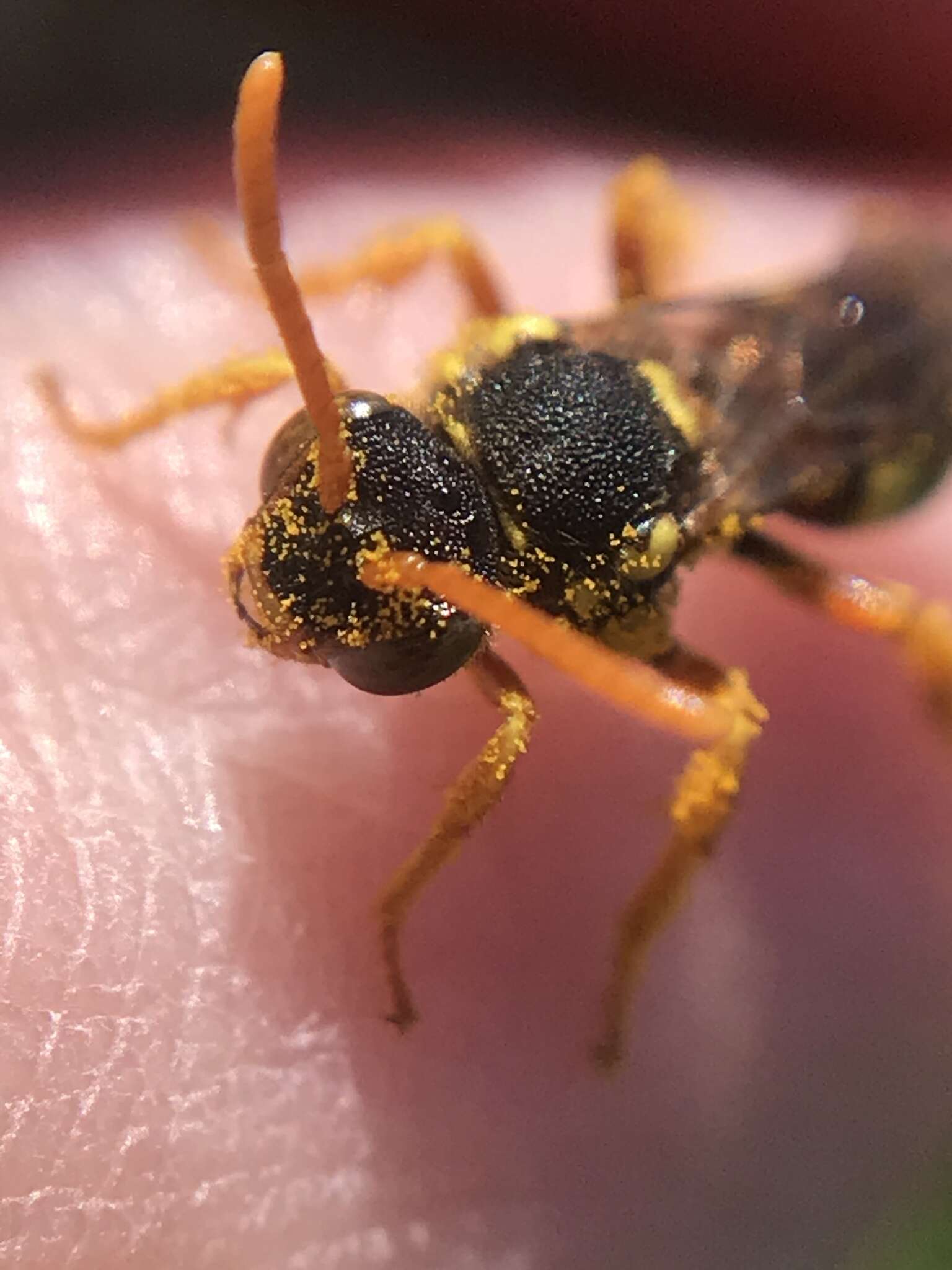 Image of Nomada fucata Panzer 1798