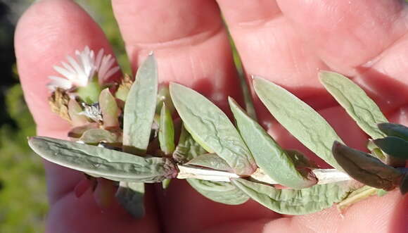 Image of Delosperma