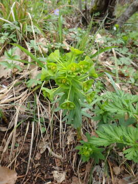 Sivun Euphorbia condylocarpa M. Bieb. kuva