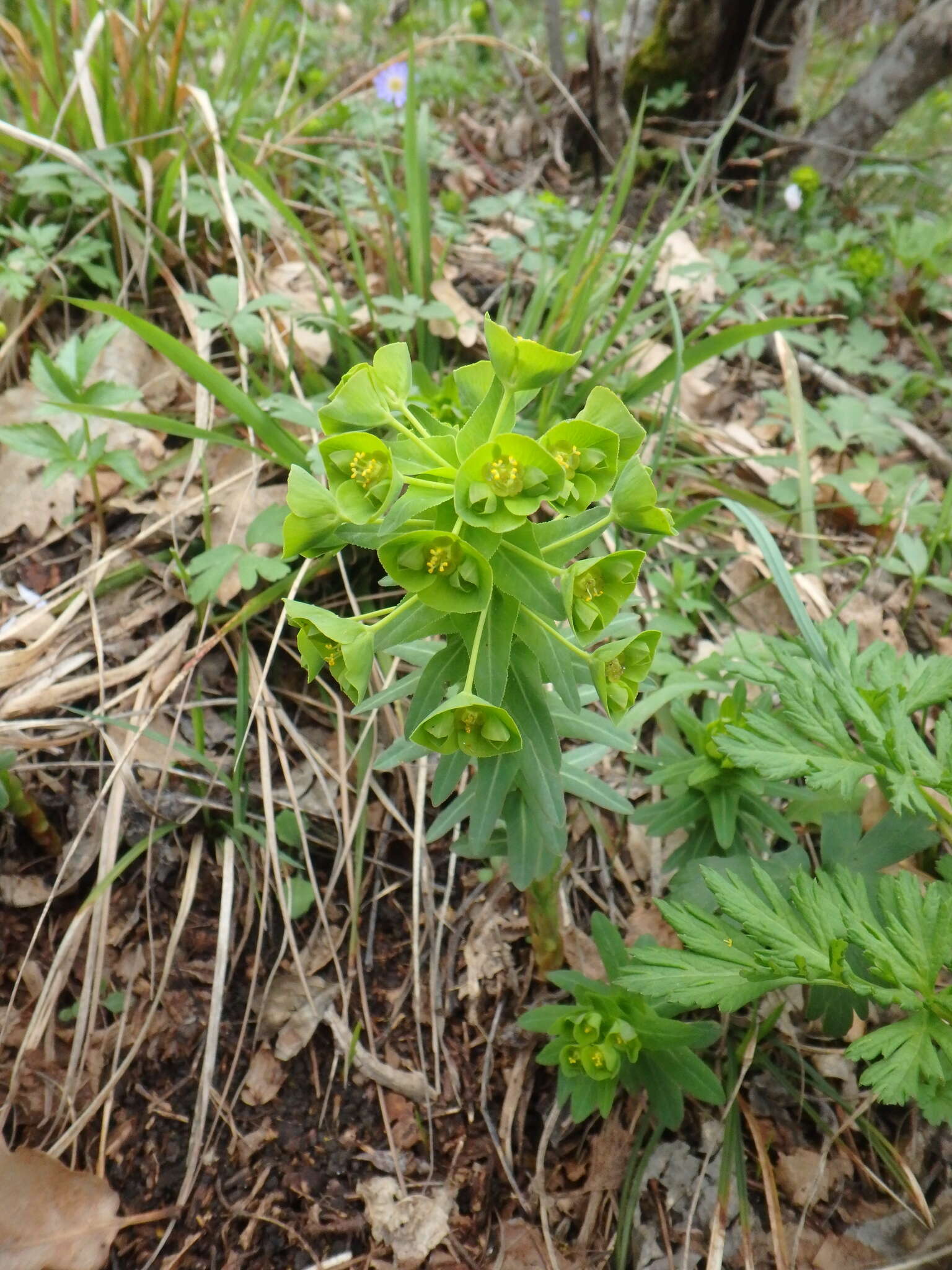 Sivun Euphorbia condylocarpa M. Bieb. kuva