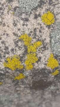 Image of eggyolk lichen