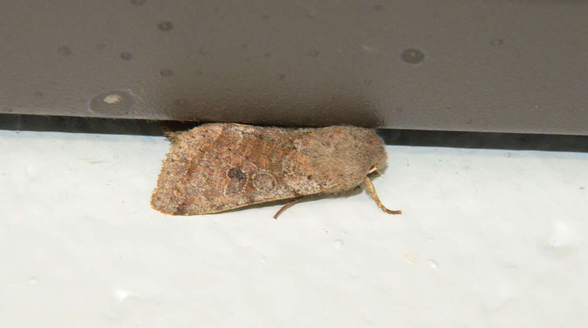 Imagem de Orthosia hibisci Guenée 1852