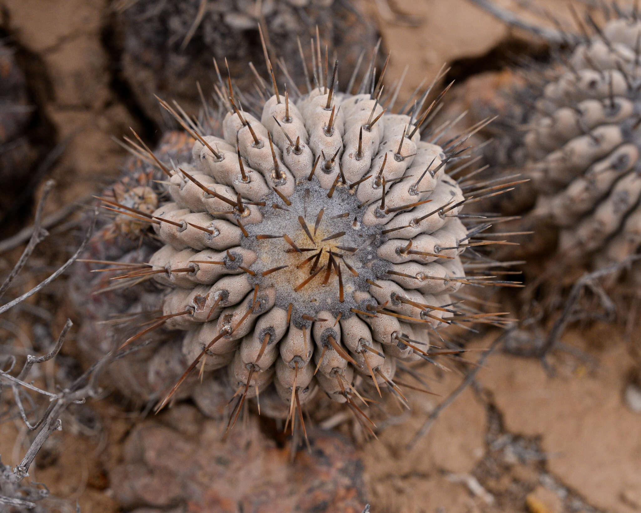 Image de Copiapoa cinerea (Phil.) Britton & Rose