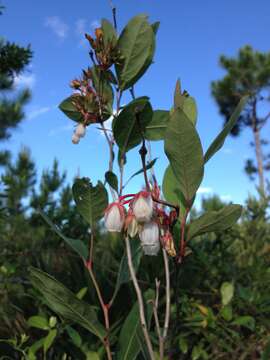 Image of piedmont staggerbush