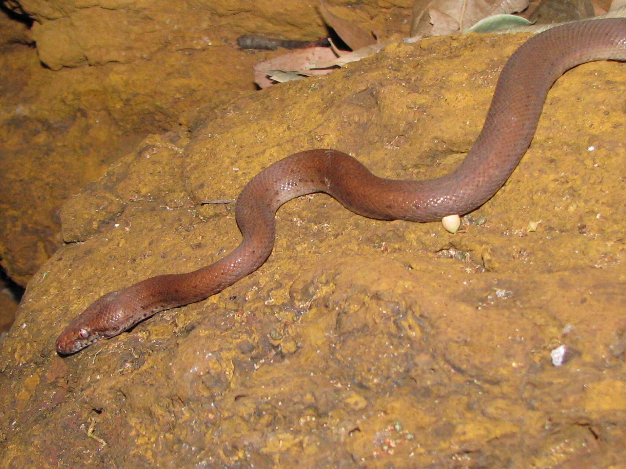 Image of Pygmy Python