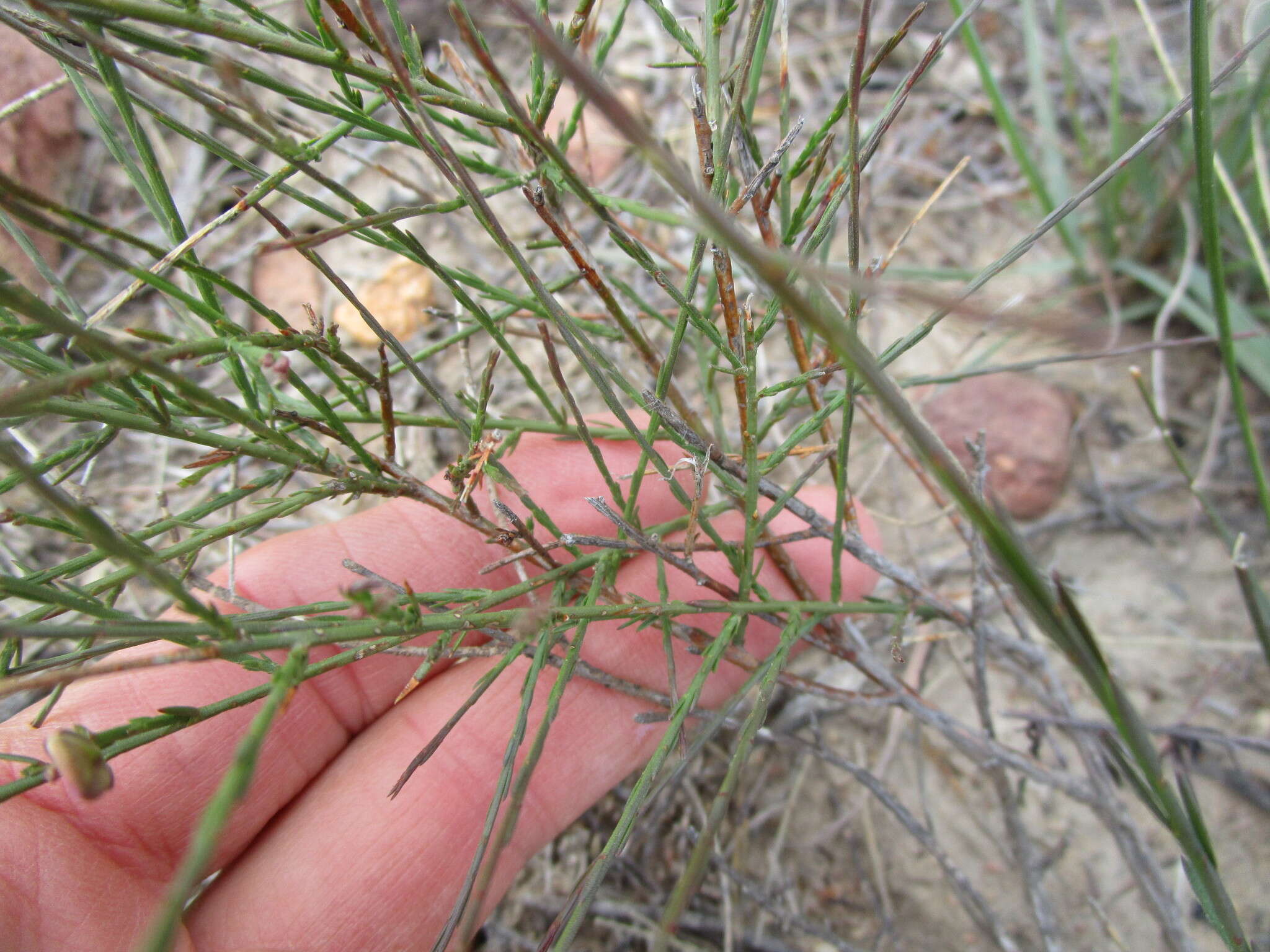 Image of Polygala microlopha var. microlopha